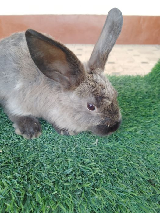 Quyon sotiladi 2 oylik