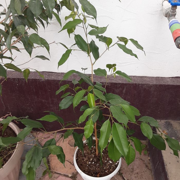 Продам Фикус Бенджамина