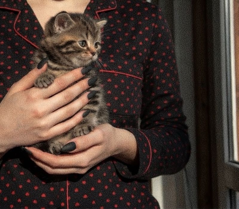 Продам шикарных британцев!