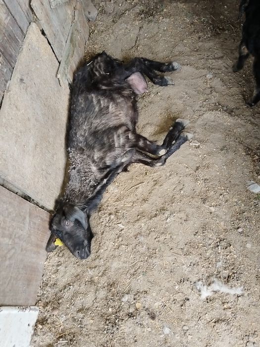 Козы продам 4шт продам