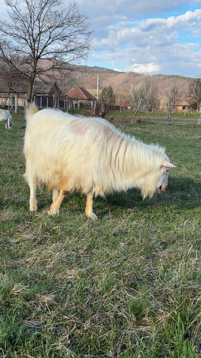 Capre de vanzare, SE VAND SI SEPARAT!