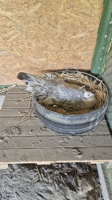 Se vinde pereche matură de păuni M -Muticus și F UN : 3400lei