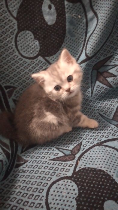 Продам котят.  Не дорого.