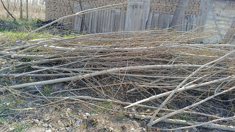 Daraxt shohlari sotiladi. Quruq o'tin.