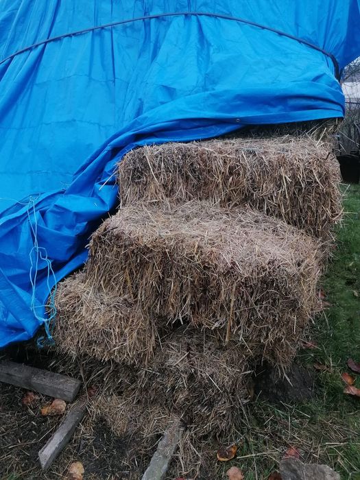 Baloți de fân, buruian