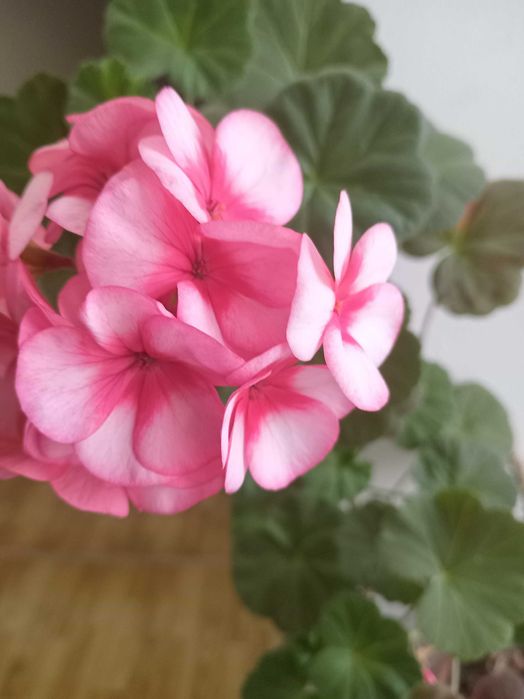 укорененные черенки герани