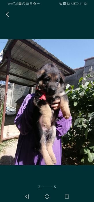 Вязка.  Молодой кобель. Не продажа!!!