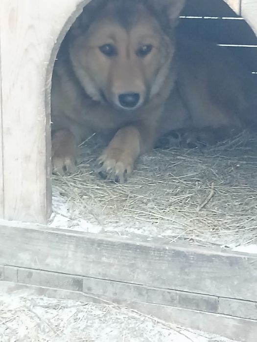 Собака для охраны