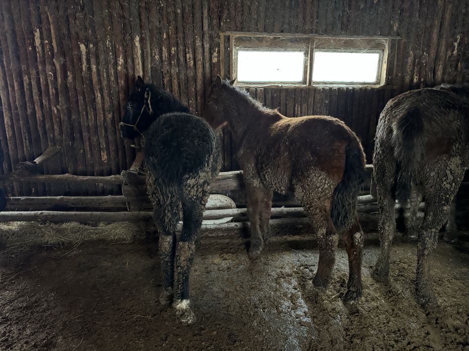 Жеребята/Жабагы с откорма