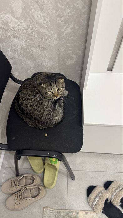 Отдам даром Кота