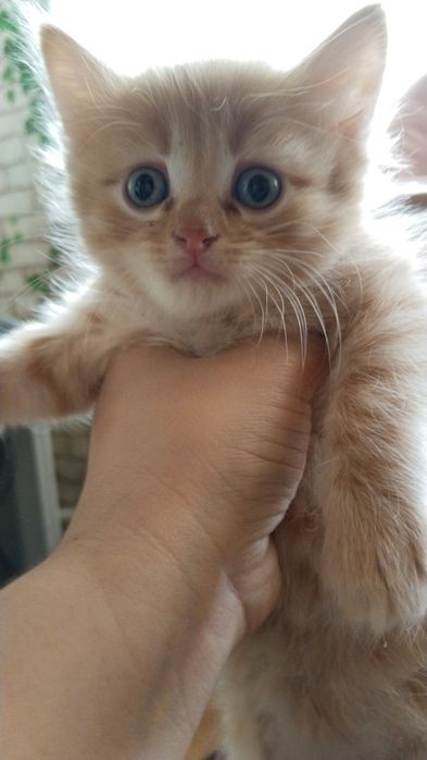 Отдам котят в добрые руки