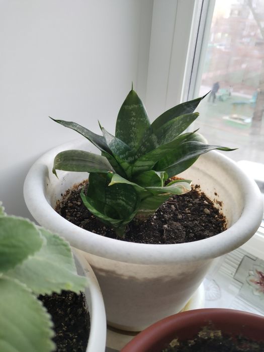 Горшки для отростков.