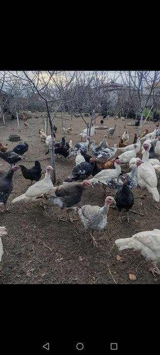 Оплодени яйца и пуйки