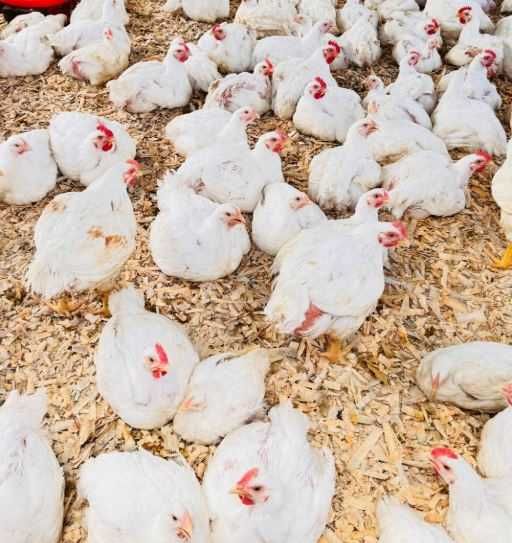 Pui albi de carne si rasa mixta