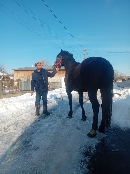 Mânza  de 2 ani jumate Sura