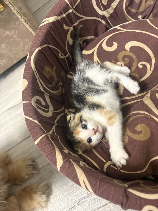 Отдам котенка девочку трехцветную