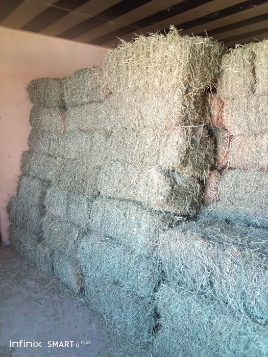 Беда прес. 45. Мен