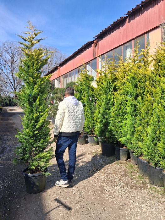 Leyladi mesteacăn tei pin platani