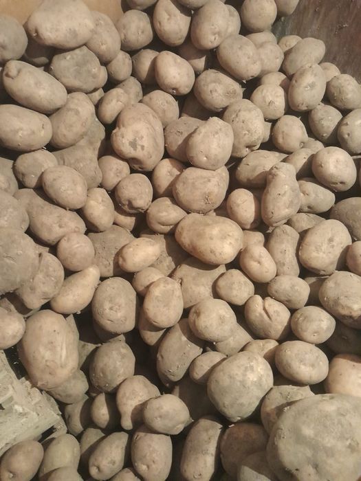 Продам картошку и чеснок