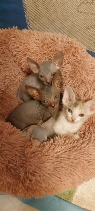 Котята Конадского Сфинкса