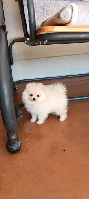 femela pomeranian