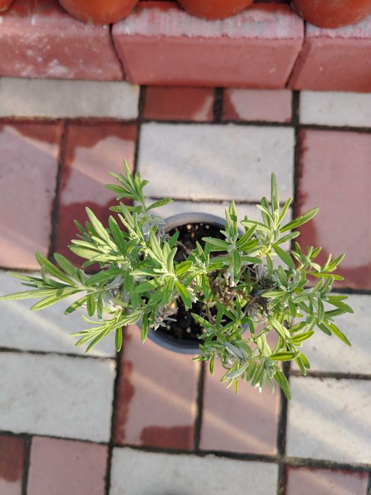 Lavandă Sevtopolis la ghiveci – plantă parfumată pentru grădină sau balcon