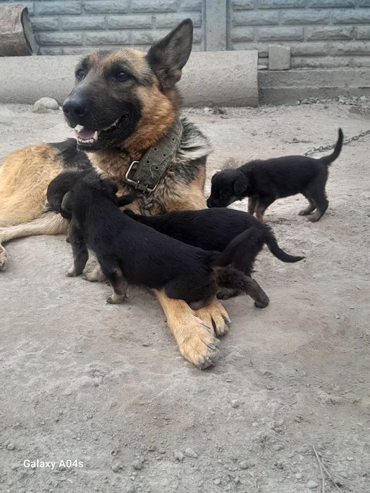 Продам щенят Немецкаи Овчарки
