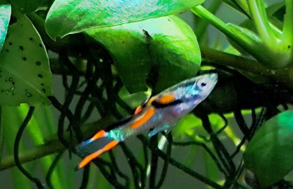 Endler guppy/ Endler/ Poecilia wingei - Black Bar