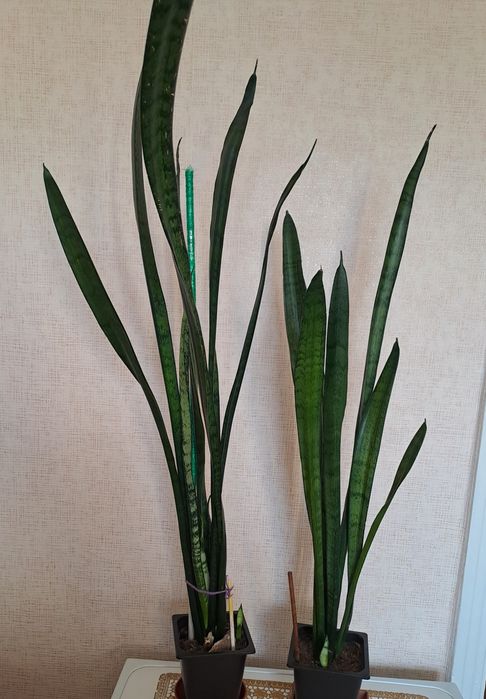 Продам комнатные растения