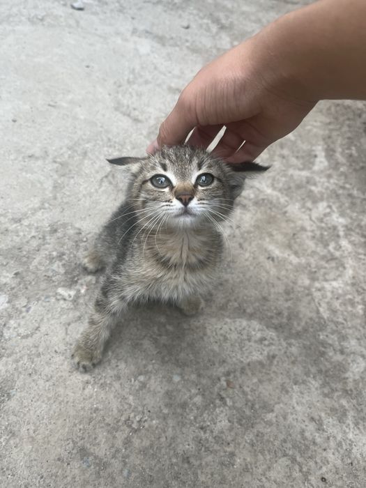 Котенок.