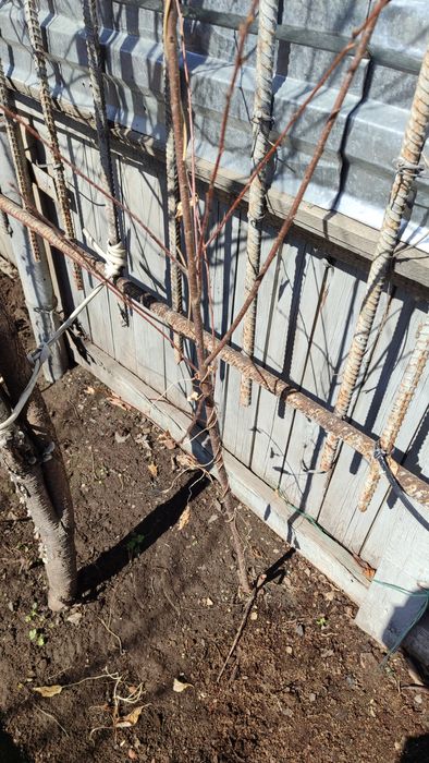 Продам саженцы смородины чёрной