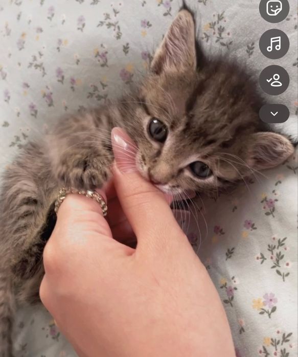 Котёнку 2 недели