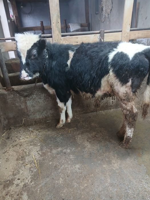 Бичок сатилади 11 айлик