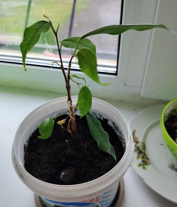 Цветы комнатные в Заречном