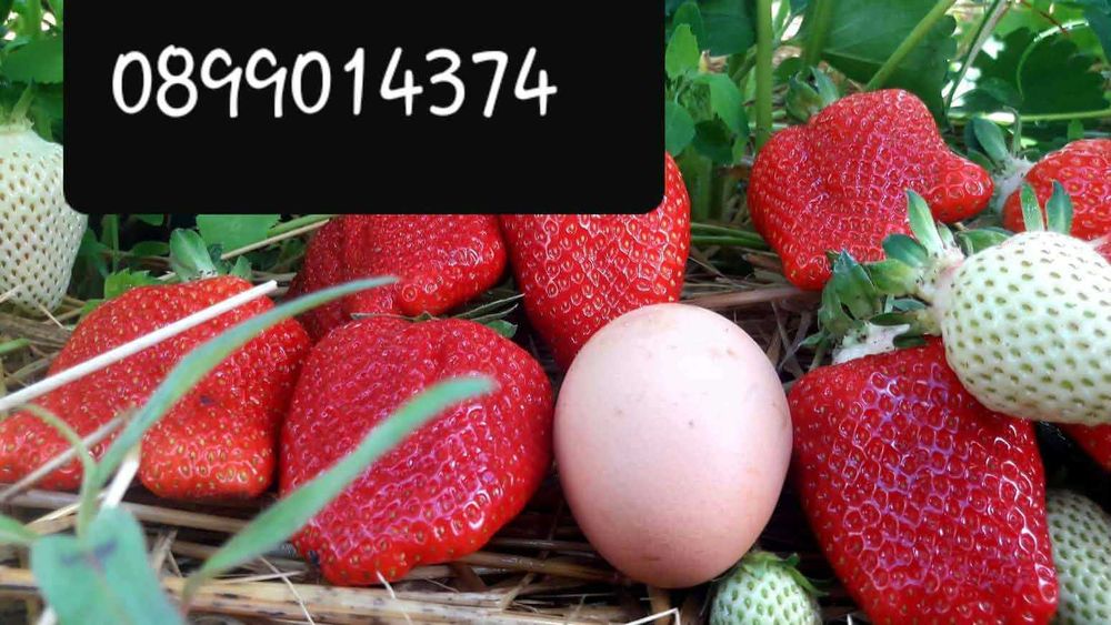 Разсад ягоди от производител