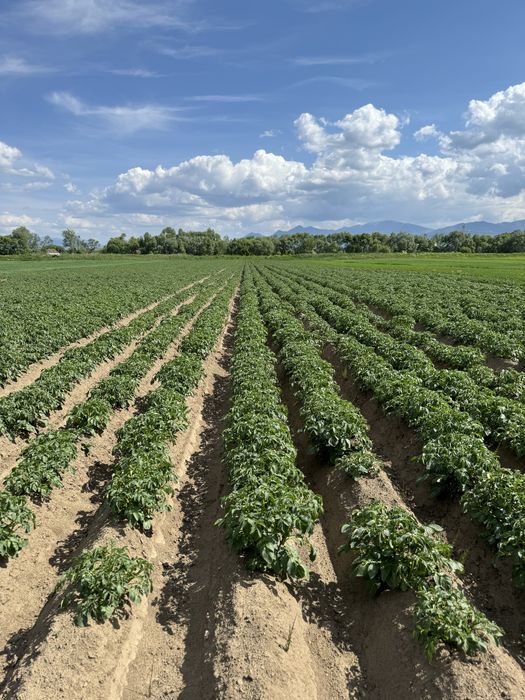 Samanta cartofi red lady, esme, arizona si taurus (cips)