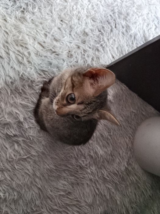 :D Тегін мысық алыңыз! / Отдам кошкy даром!