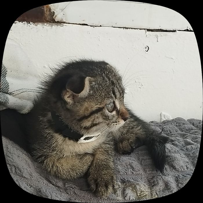 Котёнок 2 месяца