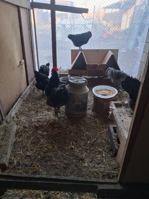 Куры джерсийский гигант