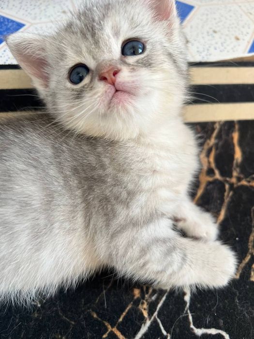 Продаются котята серебристые скоттиш шиншилла