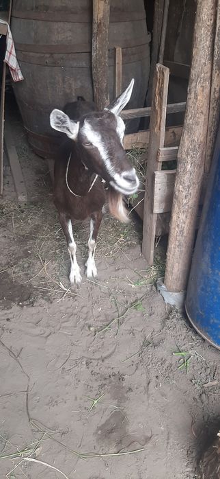 Capra Alpin Franceza Toggenburg