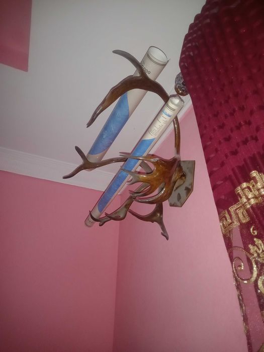 Рога оленя рога оленя