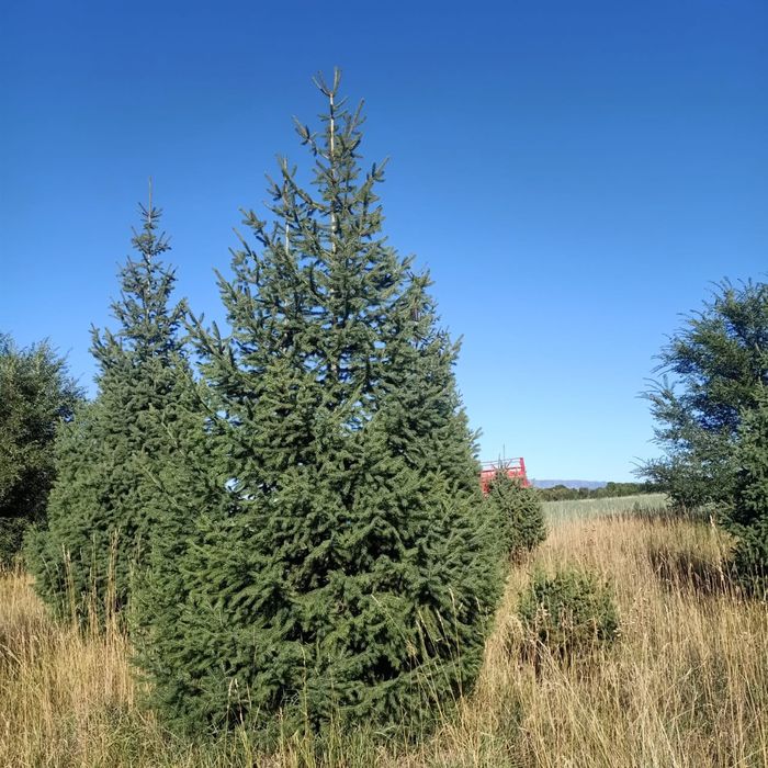 Продаются ЕЛИ!!!