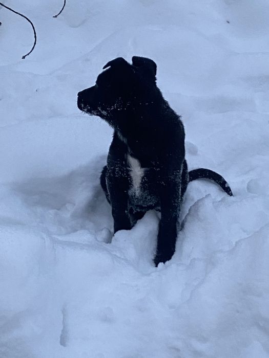 Отдам девочку в добрые руки!