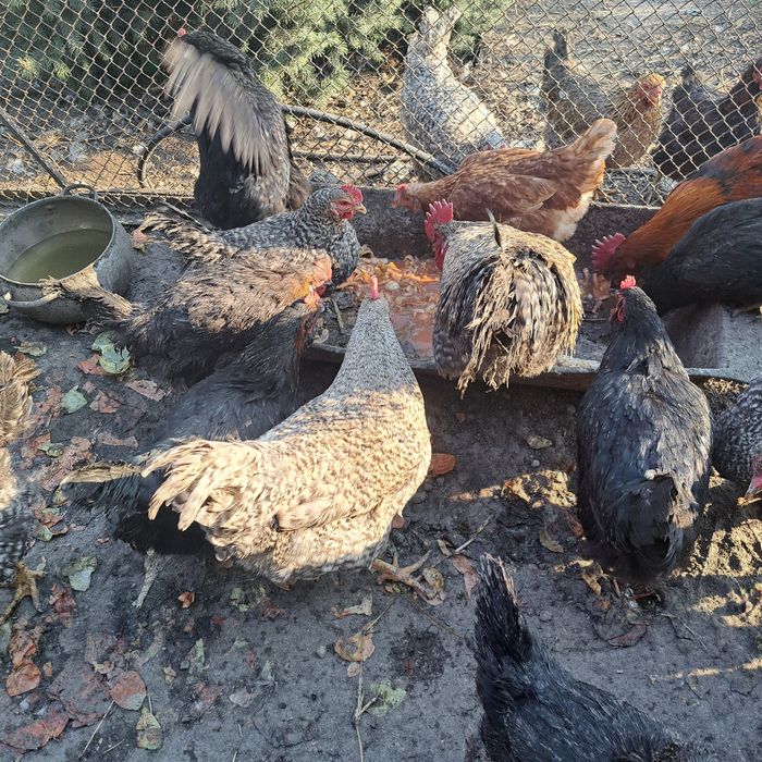 Продам молодых петушков