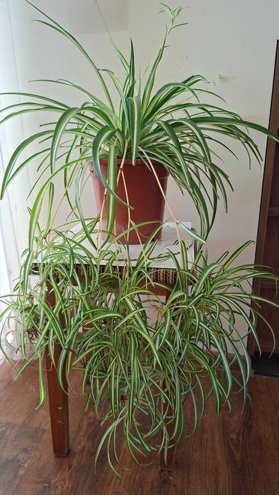 hoya-lacrima maicii domnului, monstera adansonii, zz plant, planta paianjen