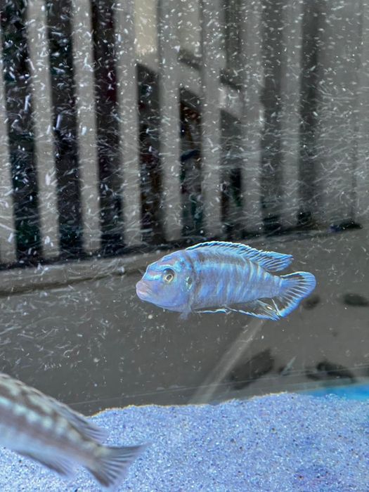 Балыктар сатылады