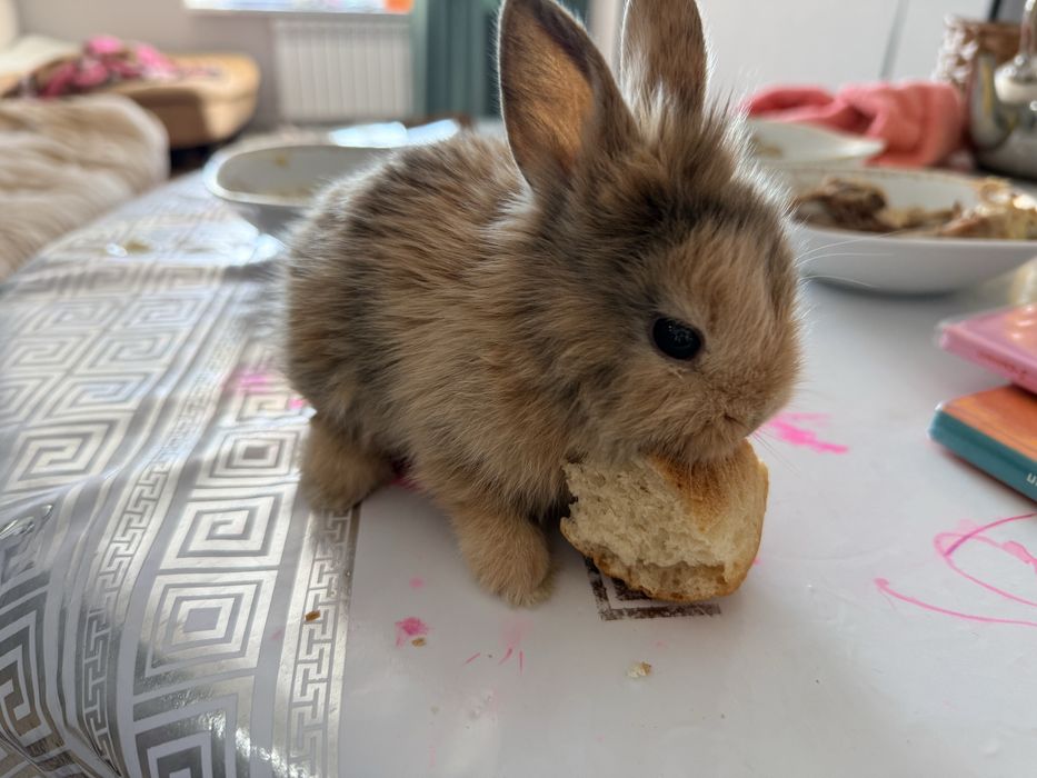 Кролик с клеткой