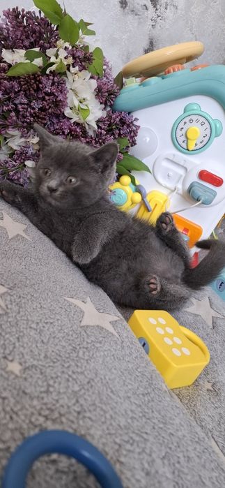 Британский котёнок