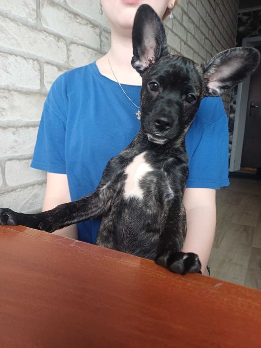 отдам даром щенка